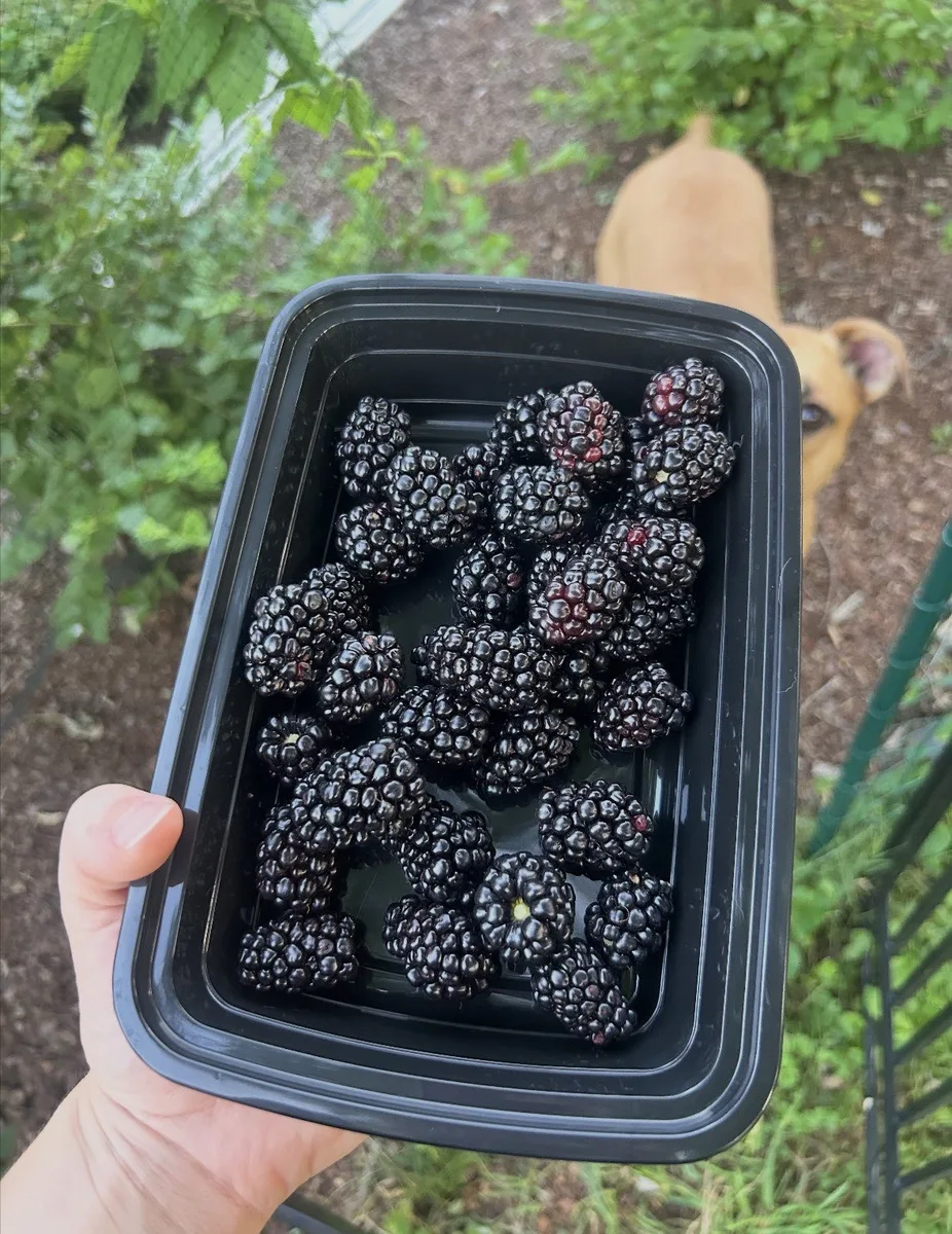 Organic blackberries in a container at The Sanctuberry backyard berry farm in Latrobe, Pennsylvania