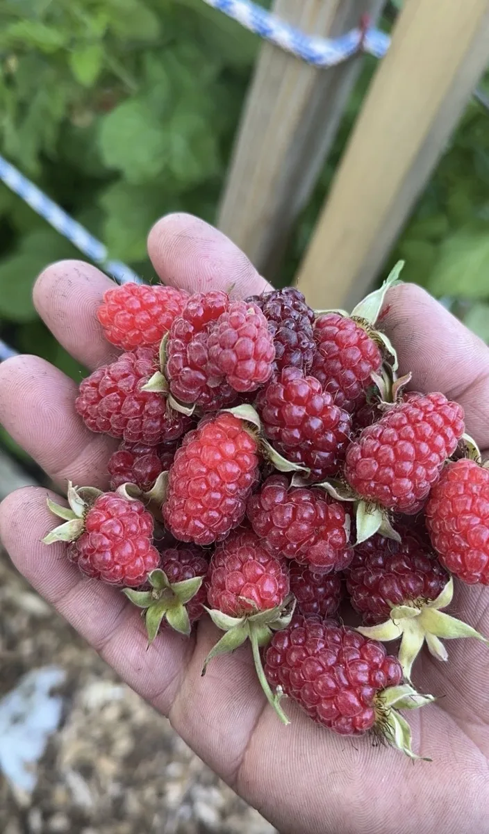 Handful of fresh loganberries picked from organic loganberry canes at The Sanctuberry berry farm