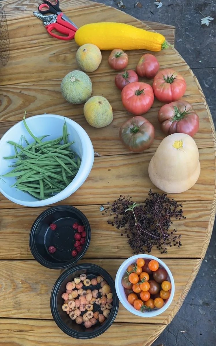 Full organic berry harvest from The Sanctuberry