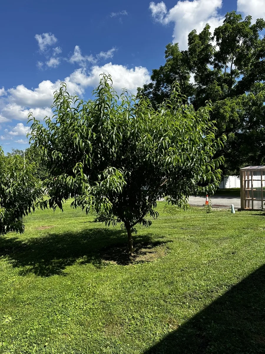 Organic peach tree growing in a Pennsylvania backyard yard — peach trees for sale at The Sanctuberry, Latrobe