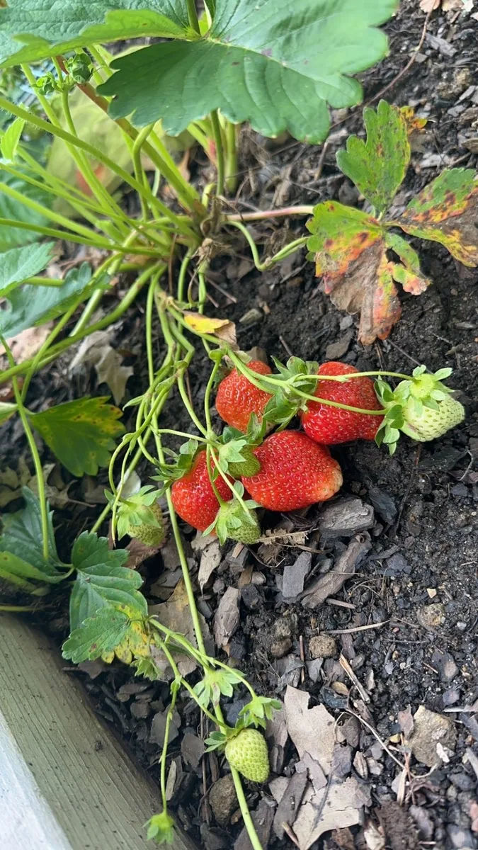 Organic strawberries ripening on an everbearing strawberry plant in a Pennsylvania backyard garden bed
