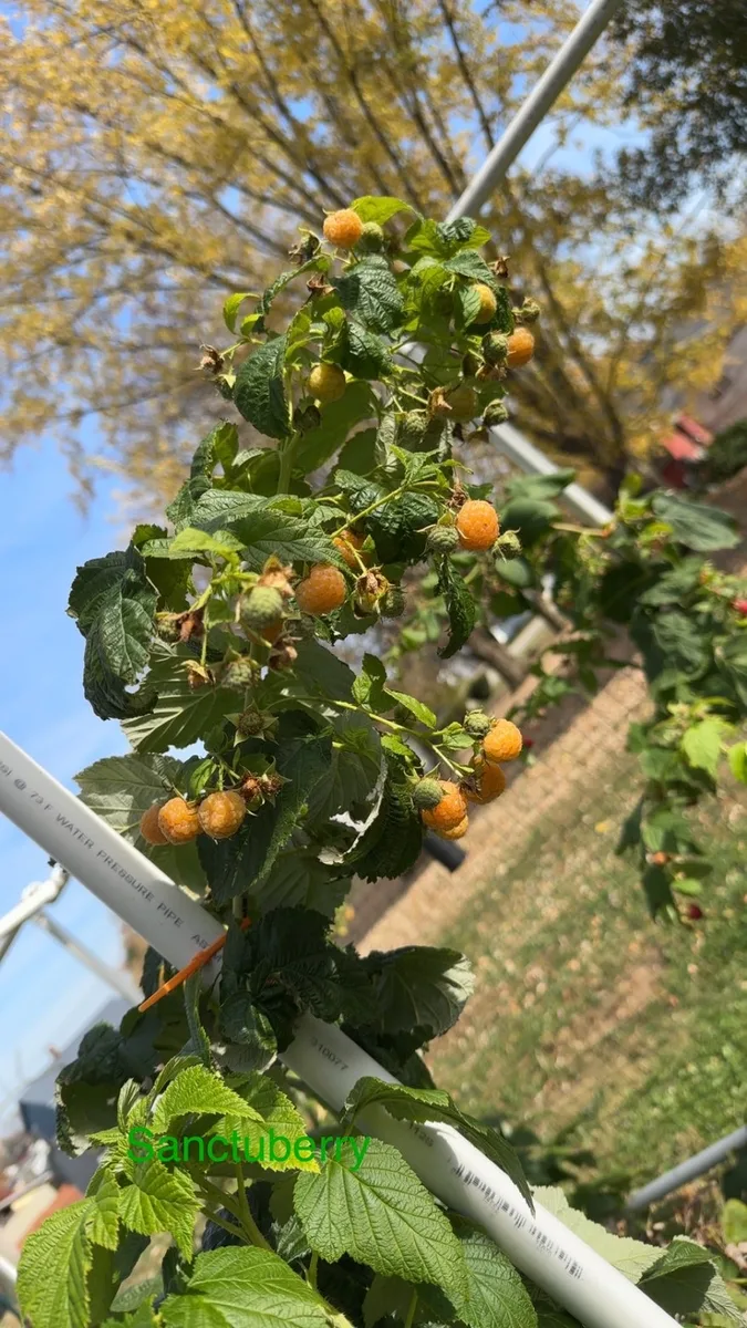 Golden raspberry canes loaded with ripe organic fruit among fall foliage — golden raspberry canes for sale in PA