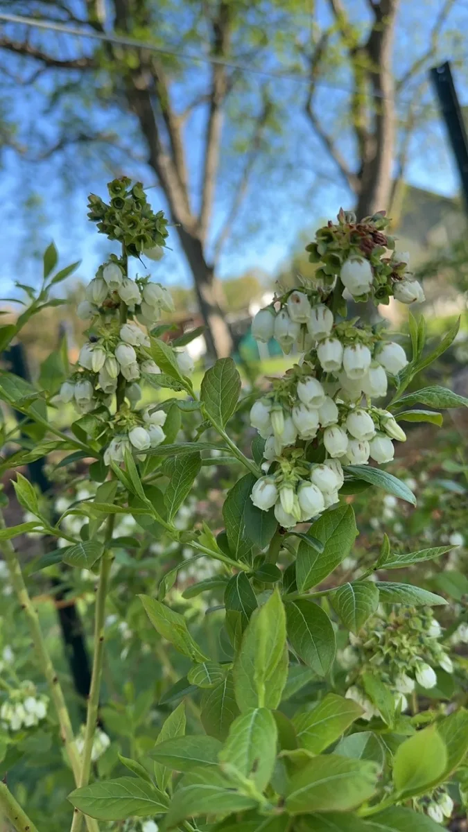 Organic wild blueberry bush in full bloom with white bell-shaped flowers — Pennsylvania berry farm
