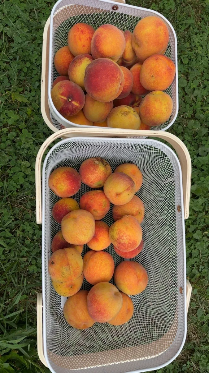 Two baskets of fresh organic peaches on green grass — peach trees grown at The Sanctuberry, Latrobe PA
