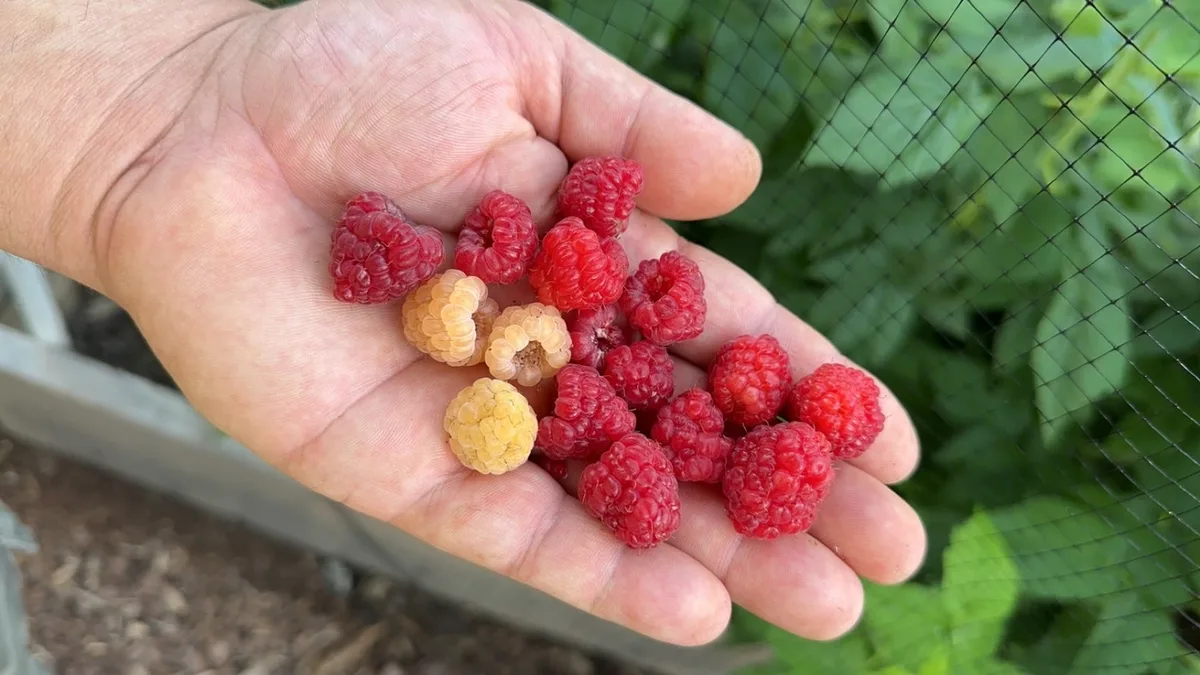Red and golden organic raspberry canes harvested in Pennsylvania