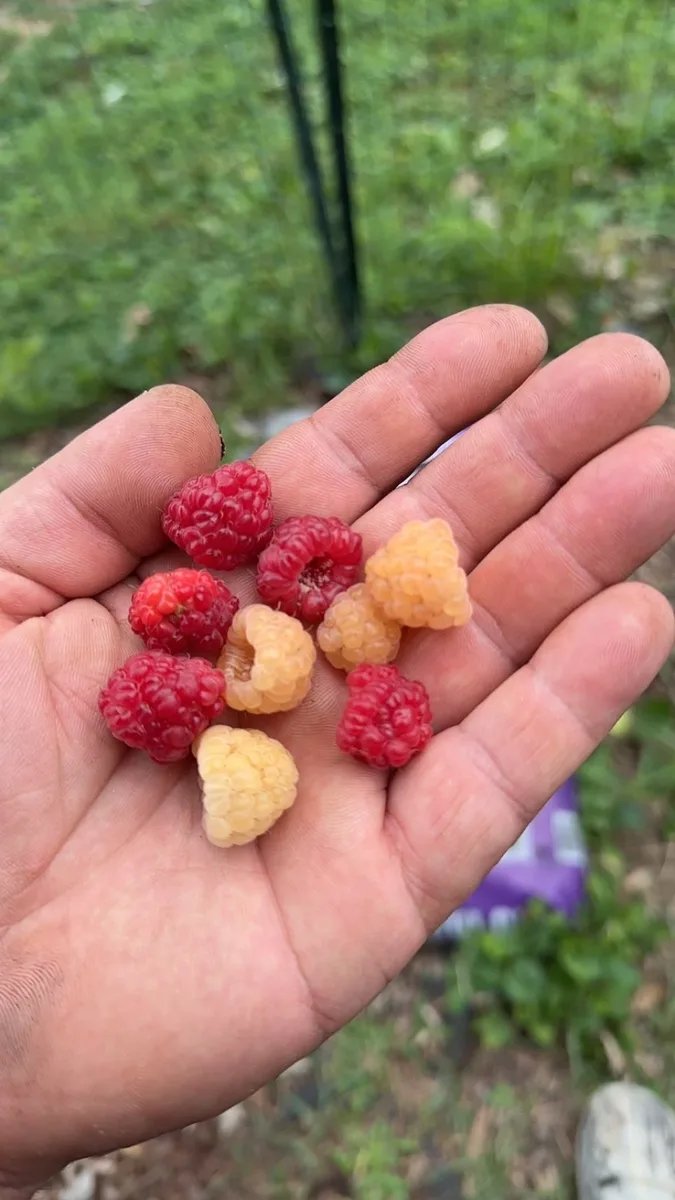 Small handful of red and golden organic raspberries in an open palm — picked from pesticide-free canes in PA