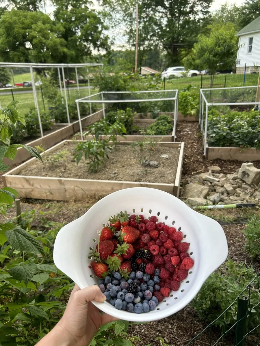 Colander of mixed organic berries — strawberries, raspberries, blueberries, and blackberries from Latrobe, PA